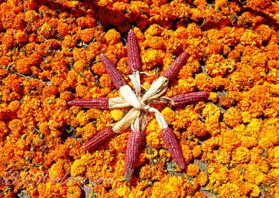 Red corn displayed amid marigolds on a Dia de Muertos ofrenda